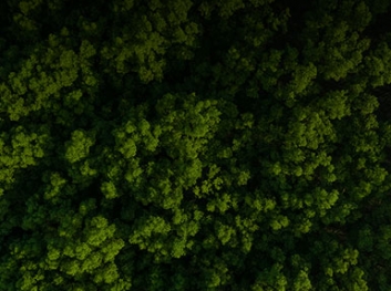 PERMANENT FOREST 썸네일 이미지